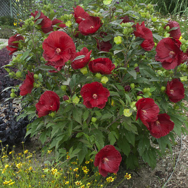 Hibiscus 'Cranberry Crush' Photo courtesy of Walters Gardens