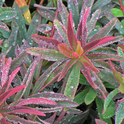 Euphorbia polychroma 'Bonfire' foliage photo courtesy of Walters Gardens