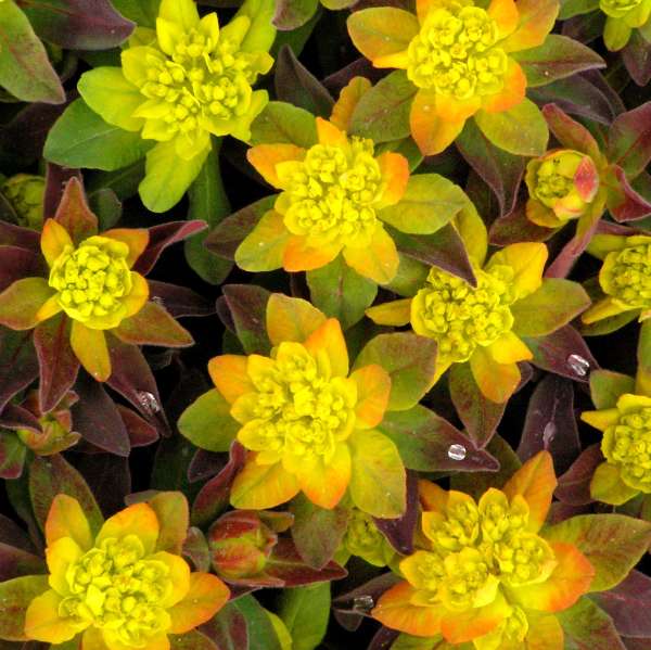 Euphorbia polychroma 'Bonfire' flowers photo courtesy of Walters Gardens