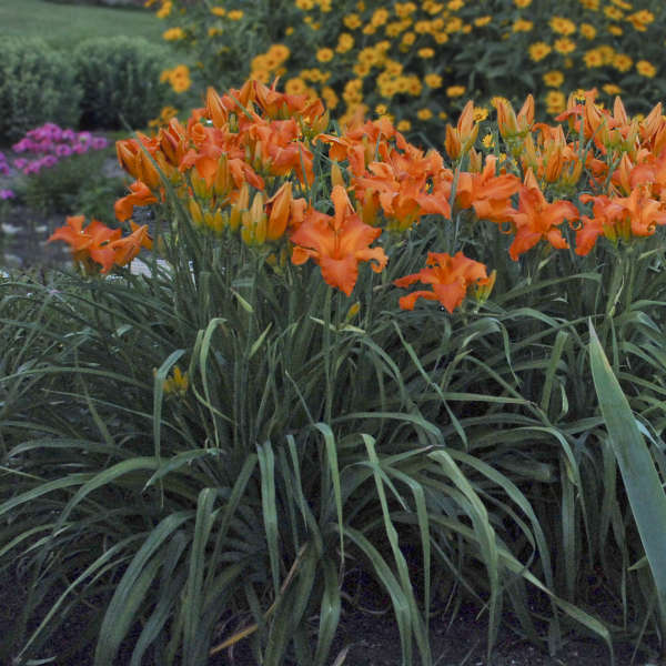 Daylily Primal Scream flowers photo courtesy of Walters Gardens Inc
