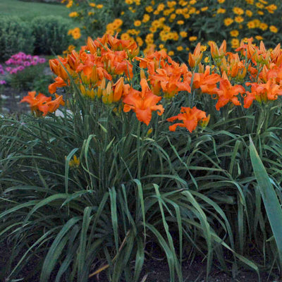 Daylily Primal Scream flowers photo courtesy of Walters Gardens Inc