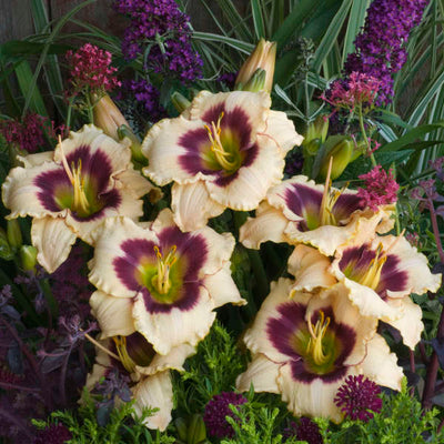 daylily-Blueberry candy flowers photo courtesy of Walters Gardens Inc
