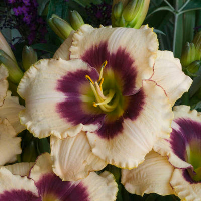 daylily-Blueberry candy flower photo courtesy of Walters Gardens Inc