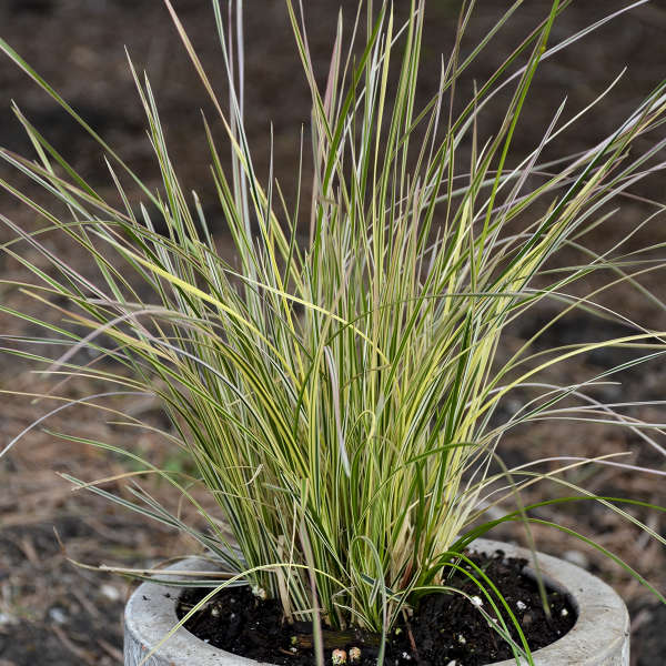 Grass-Deschampsia cespitosa 'Northern Lights', 1 gallon