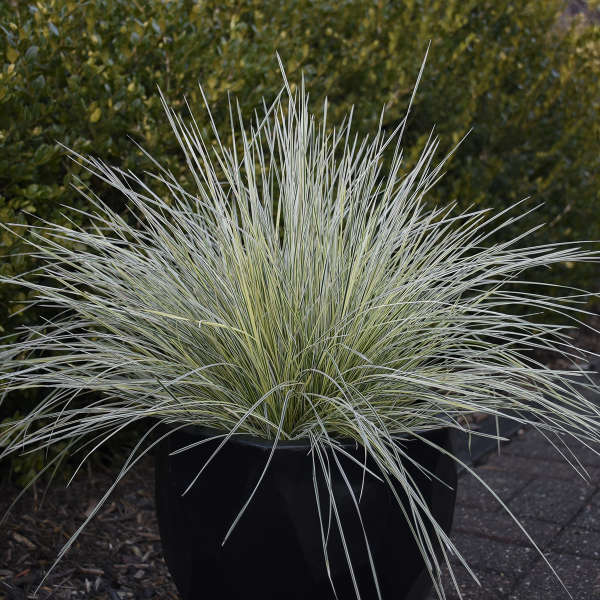 Grass-Deschampsia cespitosa 'Northern Lights', 1 gallon