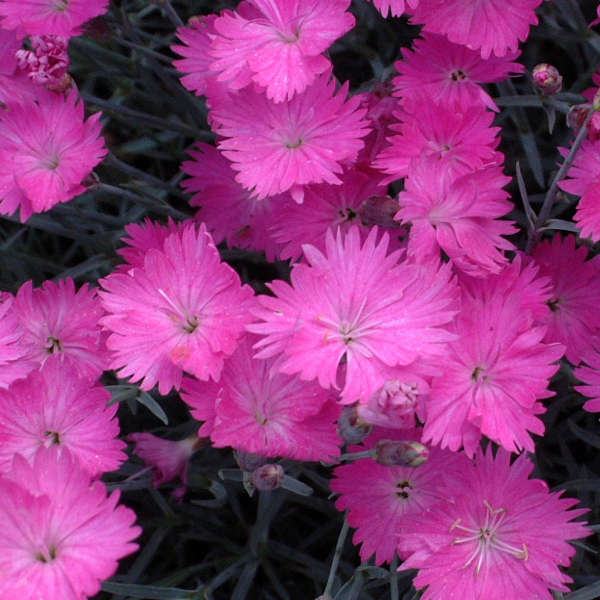 dianthus firewitch Photo courtesy of Walters Gardens, Inc