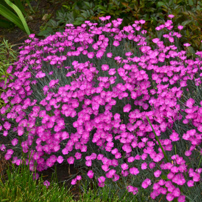 dianthus firewitch Photo courtesy of Walters Gardens, Inc.