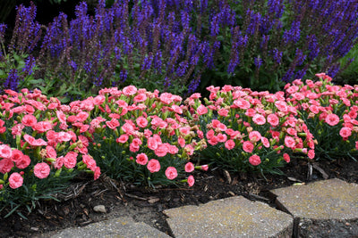 Dianthus 'Classic Coral' (Fruit Punch Series) Photo courtesy of Proven Winners - www.provenwinners.com