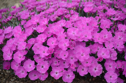 Dianthus 'Paint the Town Fuchsia' Photos courtesy of Proven Winners - www.provenwinners.com