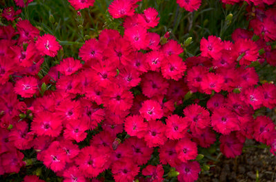 Dianthus 'Paint the Town Magenta',Photo courtesy of Proven Winners - www.provenwinners.com