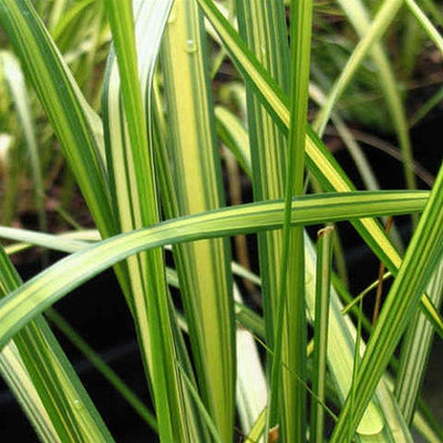 grass calamagrostis eldorado foliage