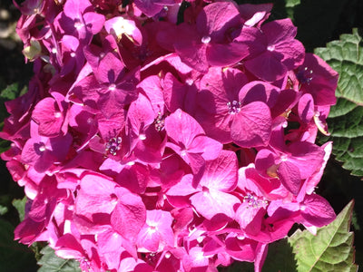 Hydrangea Endless Summer pink flower