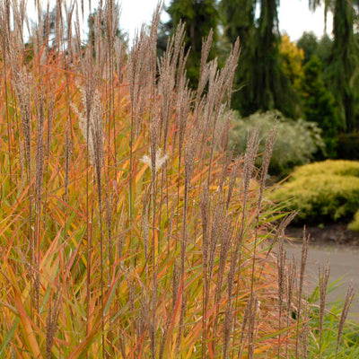 Miscanthus sinensis 'Pupurescens' Photos courtesy of Walters Gardens, Inc.