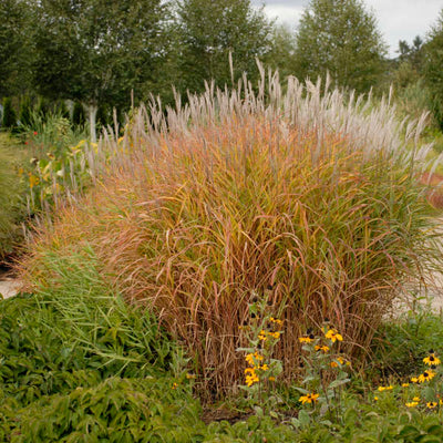 Miscanthus sinensis 'Pupurescens' Photos courtesy of Walters Gardens, Inc.