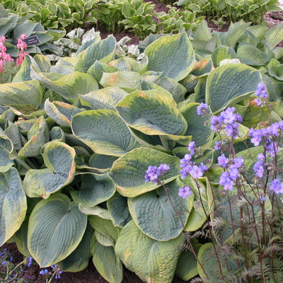 Frances Williams Hosta photo courtesy of Walters Gardens