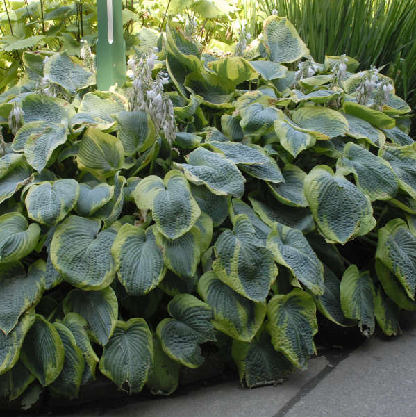 Frances Williams Hosta photo courtesy of Walters Gardens