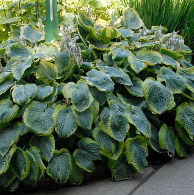 Frances Williams Hosta photo courtesy of Walters Gardens