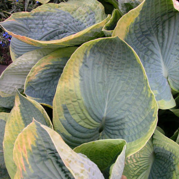 Frances Williams Hosta photo courtesy of Walters Gardens