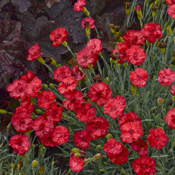 frosty fire dianthus photo courtesy of Walters Gardens