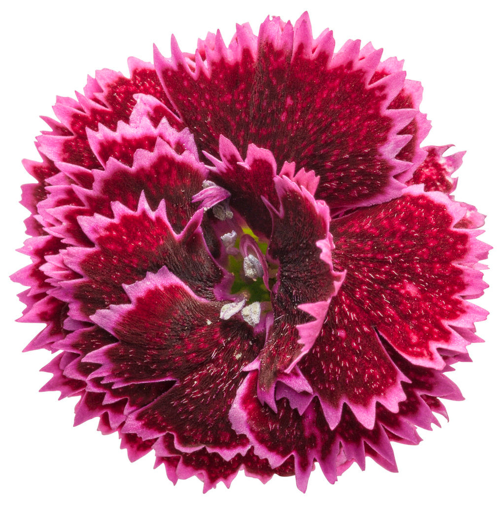 Dianthus (Fruit Punch Series)"Black Cherry Frost" Photo courtesy of Proven Winners - www.provenwinners.com.