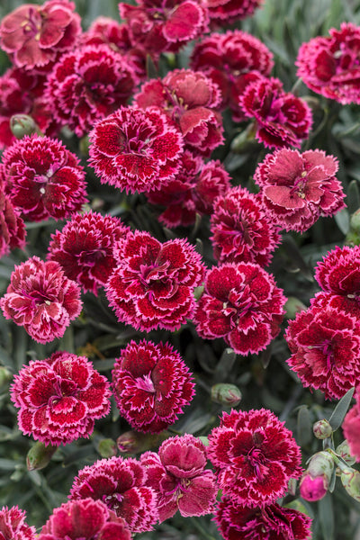 Dianthus (Fruit Punch Series)"Black Cherry Frost" Photo courtesy of Proven Winners - www.provenwinners.com.