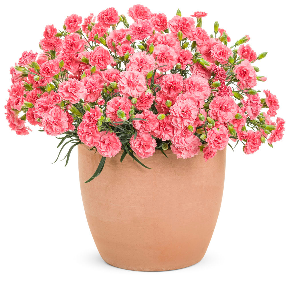 Dianthus 'Classic Coral' (Fruit Punch Series) Photo courtesy of Proven Winners - www.provenwinners.com