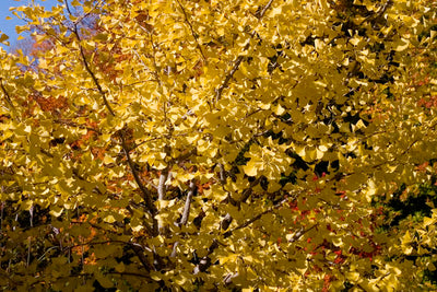 Ginkgo Autumn Gold For Sale | Shop Stuart's -Photo courtesy of Bailey Nurseries