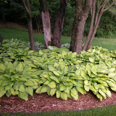 Gold Standard Hosta photo courtesy of Walters Gardens