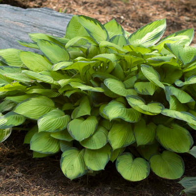 Gold Standard Hosta photo courtesy of Walters Gardens