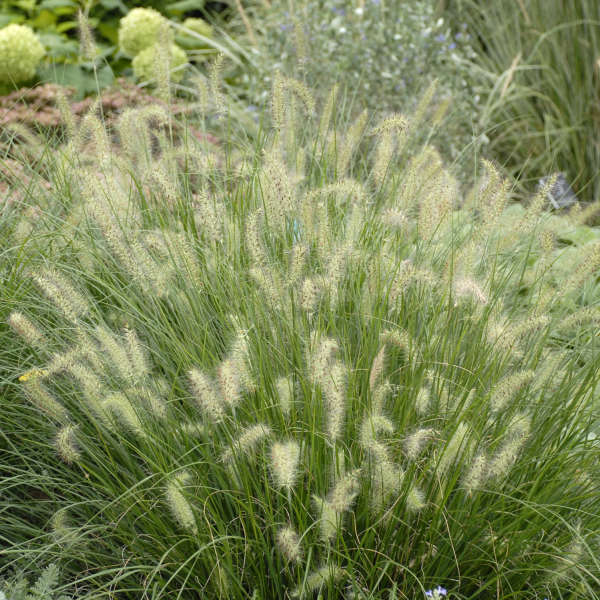 Grass-Pennisetum alopecuroides 'Hameln', 1 gallon