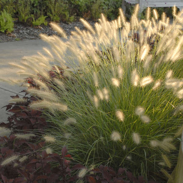 Grass-Pennisetum alopecuroides 'Hameln' Photo courtesy of Walters Gardens, Inc.