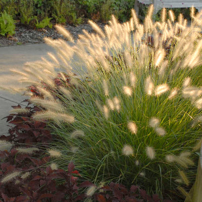 Grass-Pennisetum alopecuroides 'Hameln' Photo courtesy of Walters Gardens, Inc.