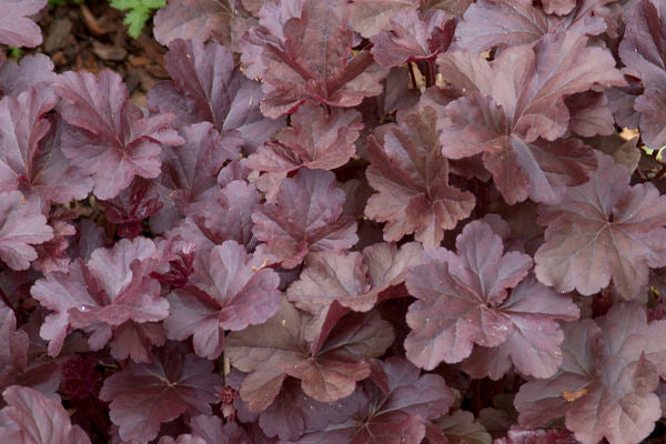 heuchera Obsidian Photo courtesy of Bailey Nurseries