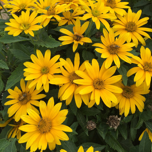 Heliopsis 'Tuscan Gold' Photo Courtesy of Proven Winners - www.provenwinners.com