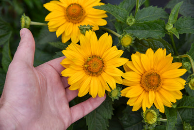 Photos Courtesy of Proven Winners - www.provenwinners.com
