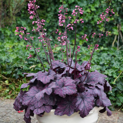 Heuchera-Coral bells 'Electric Plum, Photo courtesy of Walters Gardens, Inc