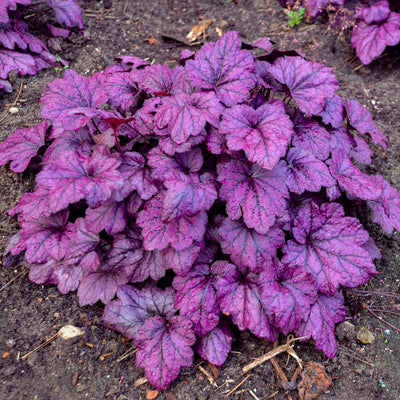 Heuchera-Coral bells 'Electric Plum, Photo courtesy of Walters Gardens, Inc