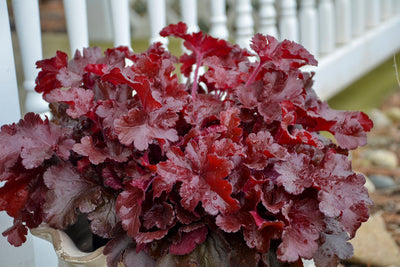 Heuchera-Coral bells 'Cherry Truffles' Photo courtesy of Proven Winners - www.provenwinners.com.