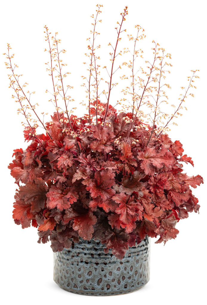 Heuchera-Coral bells 'Cherry Truffles' Photo courtesy of Proven Winners - www.provenwinners.com.