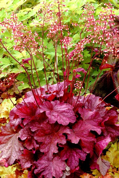 Heuchera Berry Smoothie Photo courtesy of Bailey Nurseries