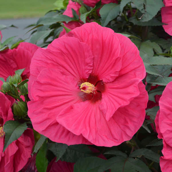 Hibiscus Summer Paradise Photo courtesy of Walters Gardens, Inc