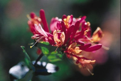 Honeysuckle Goldflame flower