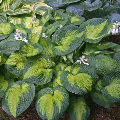 Hosta Brother Stefan Photo courtesy of Walters Gardens, Inc