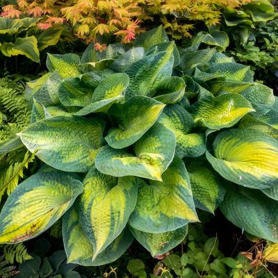 Hosta Brother Stefan Photo courtesy of Walters Gardens, Inc