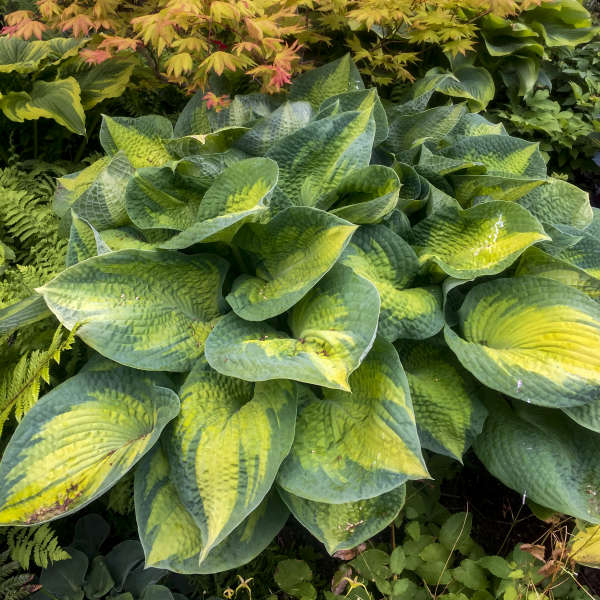 Hosta Brother Stefan Photo courtesy of Walters Gardens, Inc