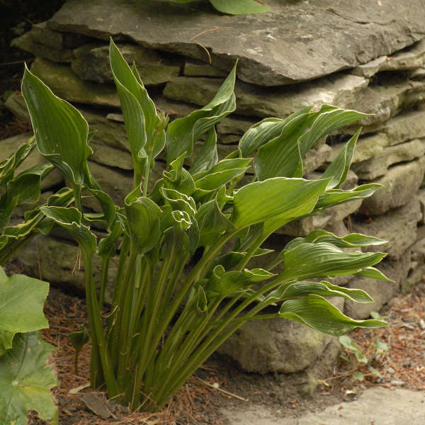 hosta praying hands plant Hosta 'Praying Hands' for sale