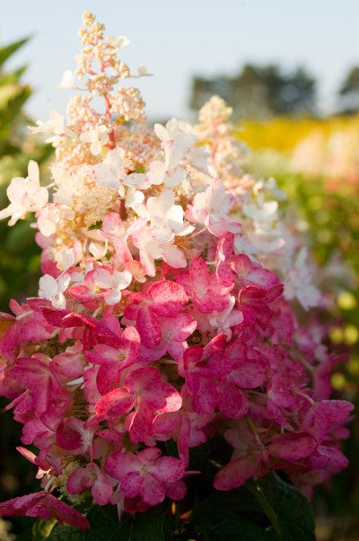 Hydrangea Pinky Winky - Tree Form flower Photo courtesy Bailey Nurseries, Inc