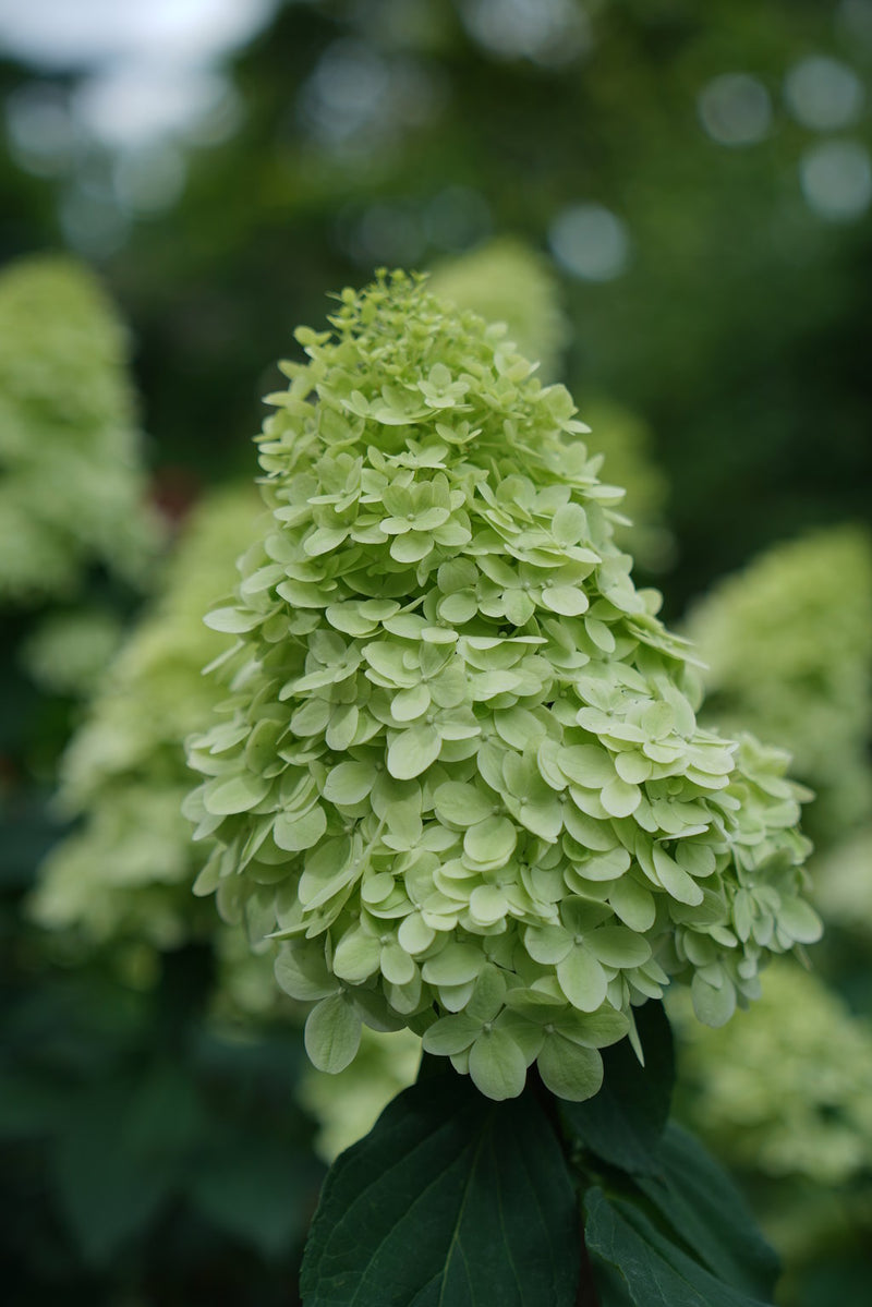 Dried Hydrangea Flower Bunch - Limelight Color