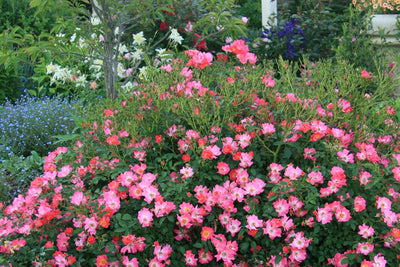 Rose Pink Drift Photo credit & courtesy of “Star® Roses and Plants”