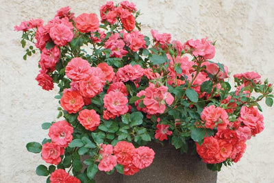 Rose Coral Drift Photo credit & courtesy of  “Star® Roses and Plants”